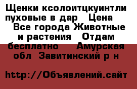 Щенки ксолоитцкуинтли пуховые в дар › Цена ­ 1 - Все города Животные и растения » Отдам бесплатно   . Амурская обл.,Завитинский р-н